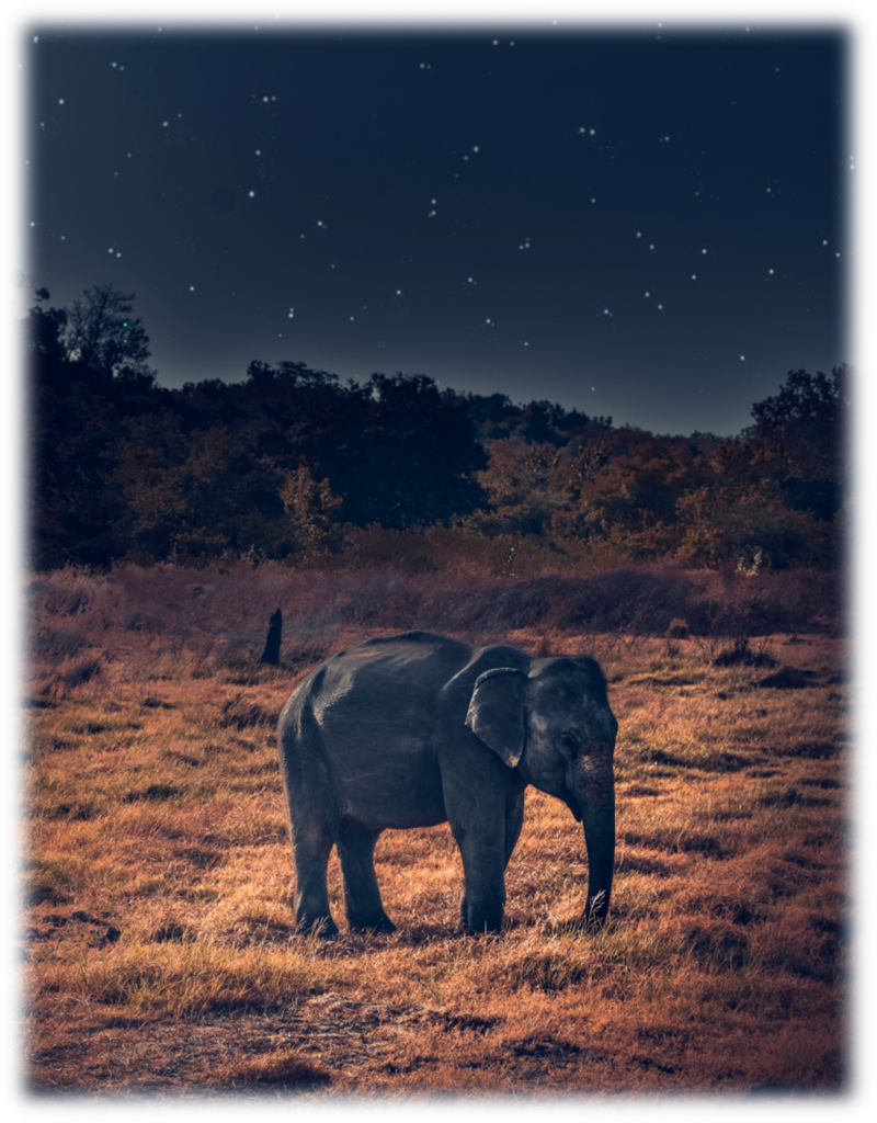 "How Do You Eat an Elephant?" by Steve Proctor - Summit Church Of Christ